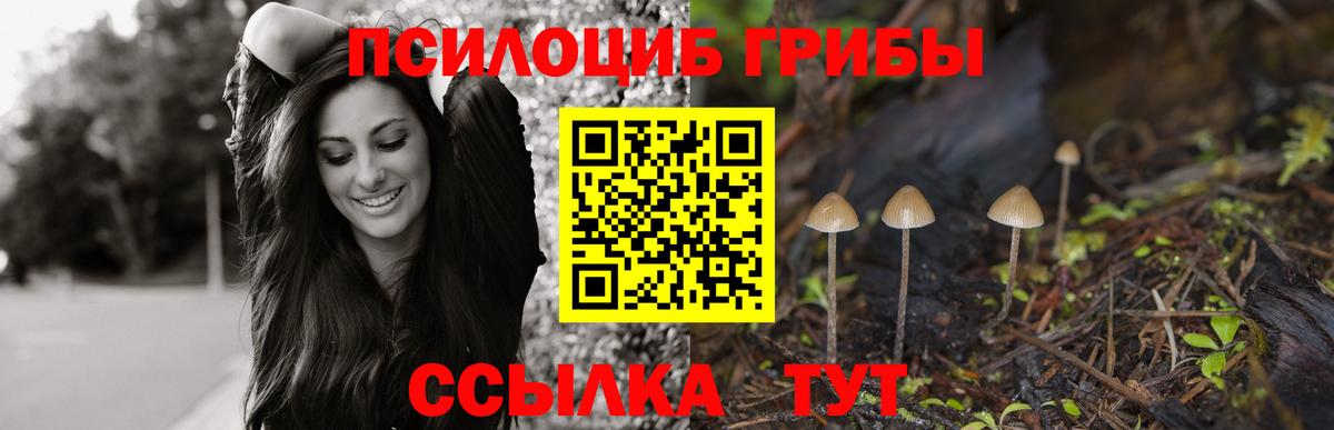 Псилоцибиновые грибы Cubensis Вологда
